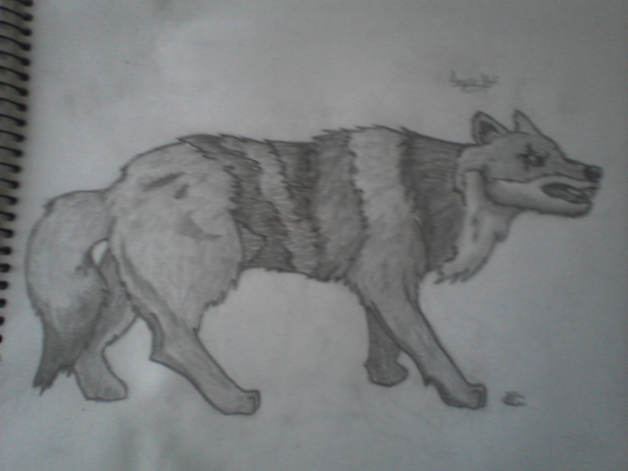Another Wolf