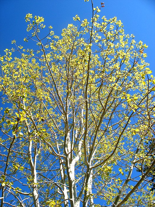aspen tree