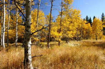 Aspens