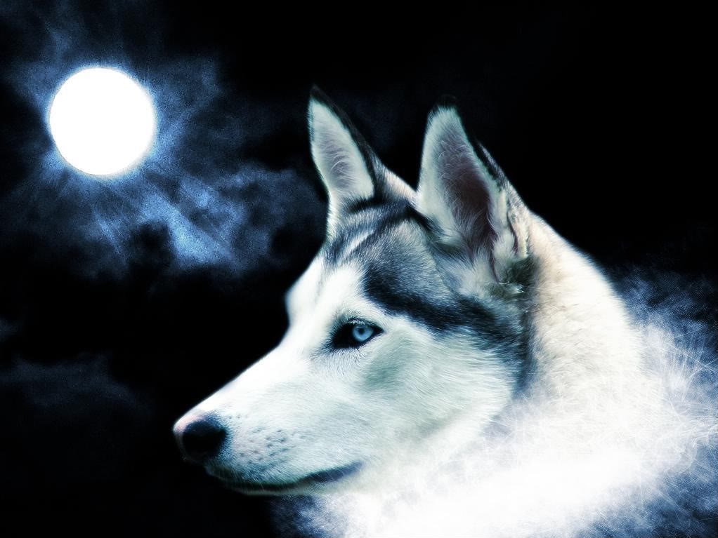 attractive wolf wallpaper by tigrshark