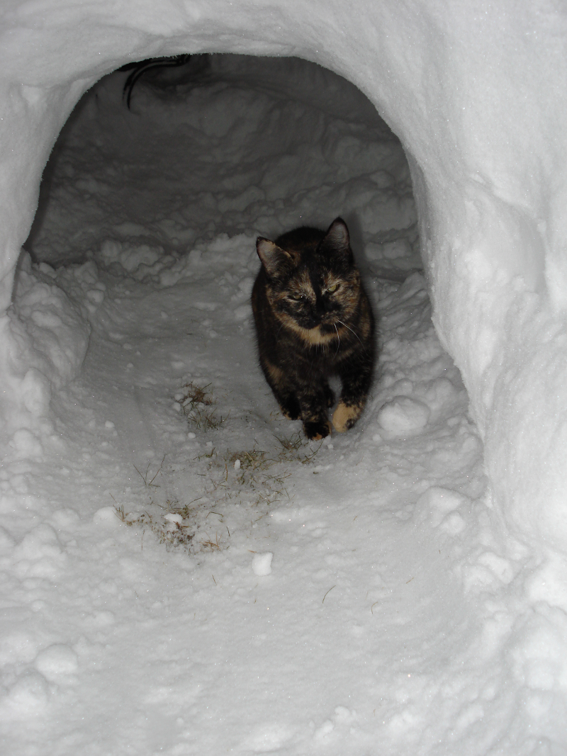 Awesome cat is awesome. You will never be as awesome as this cat