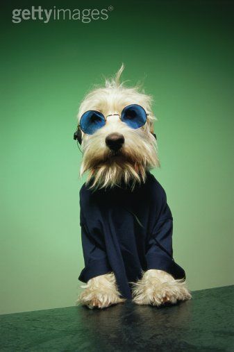 Awesome dog.
