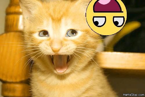 Awsome Smiley Cat