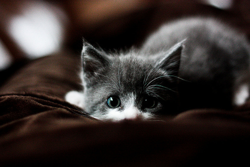 Aww Kitty Cat