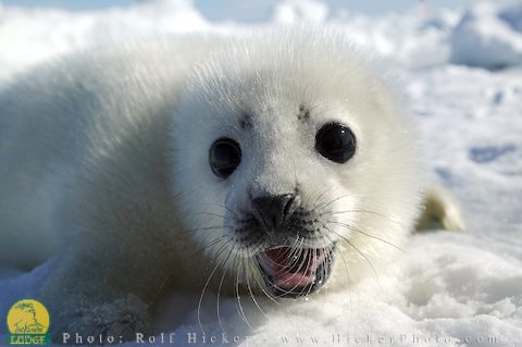 baby harp seal 78