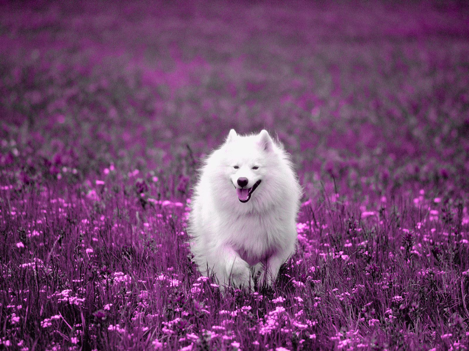 backgroundy