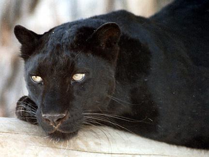 Black Puma