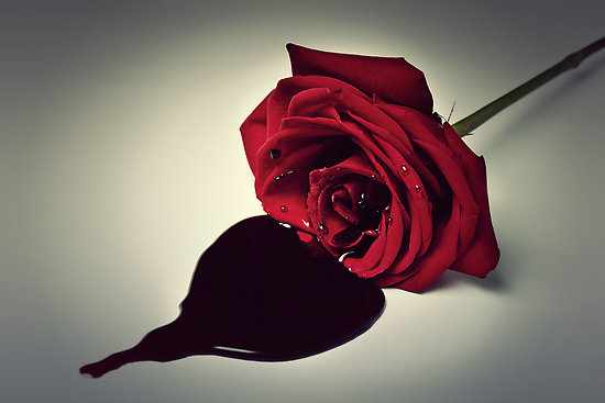 bleeding rose