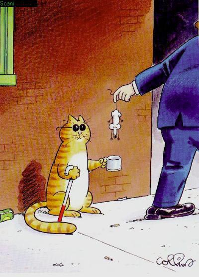 blind cat
