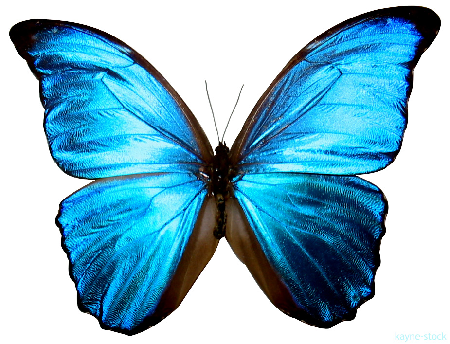 Blue Butterfly