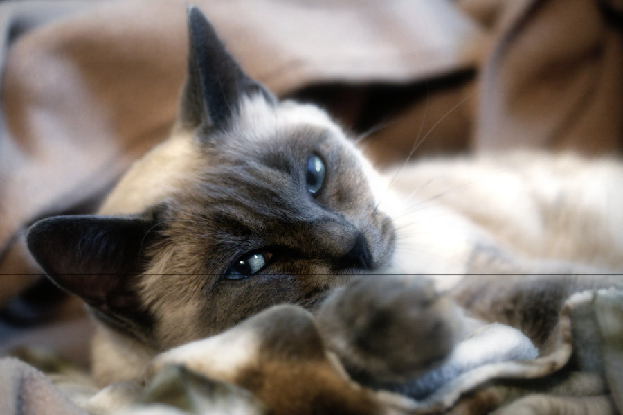 Blue_Point_Beauty_by_Paranoid_Duckkie