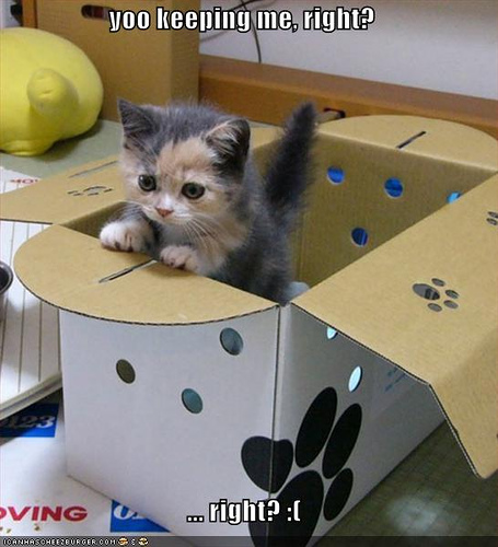 Box Kitty