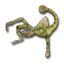 Bulbo