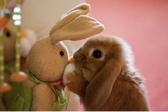 BUNNY