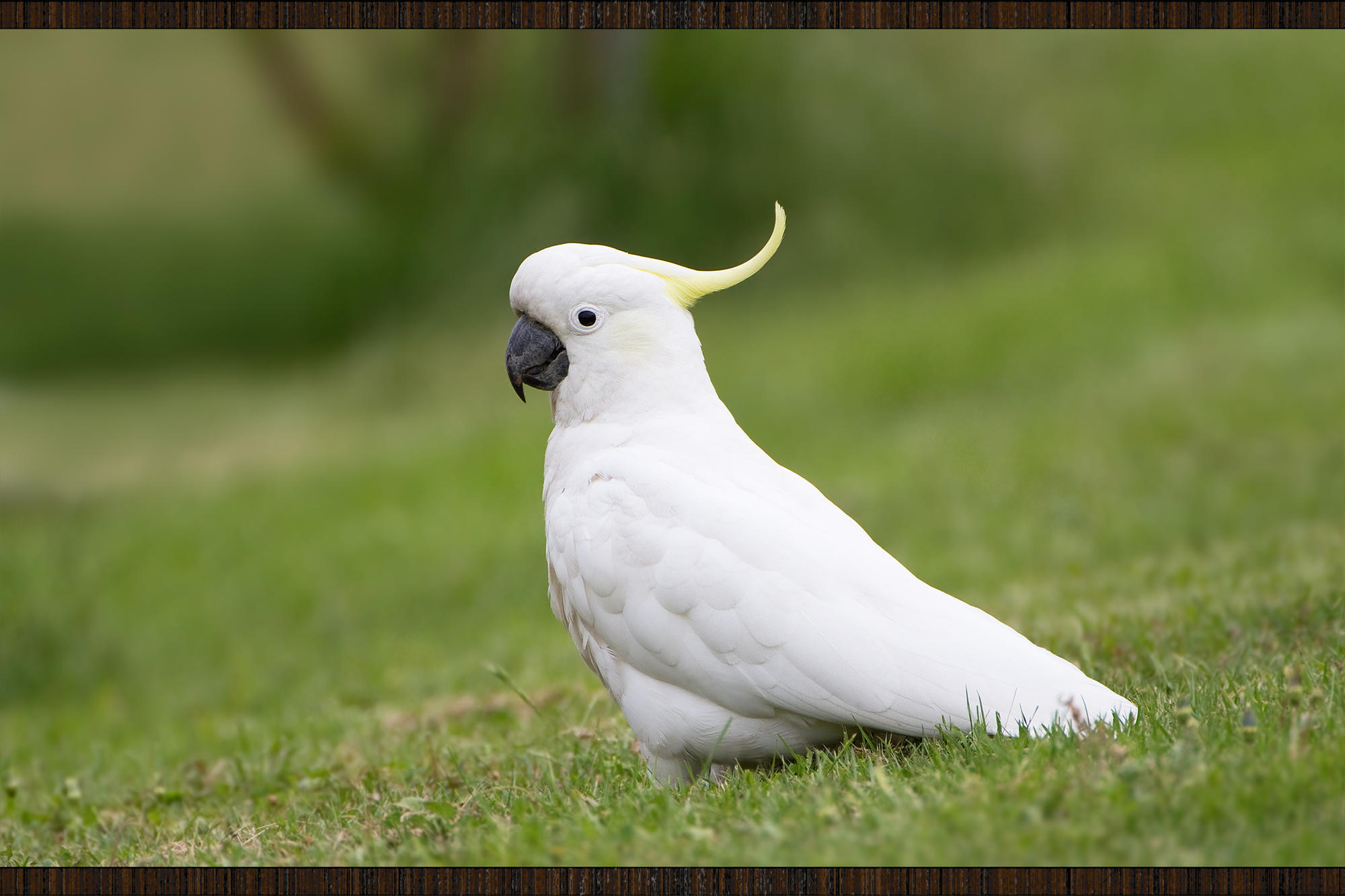 Cacatua Wooda