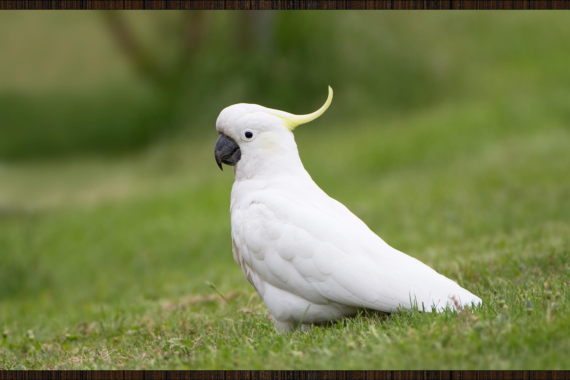 Cacatua Wooda