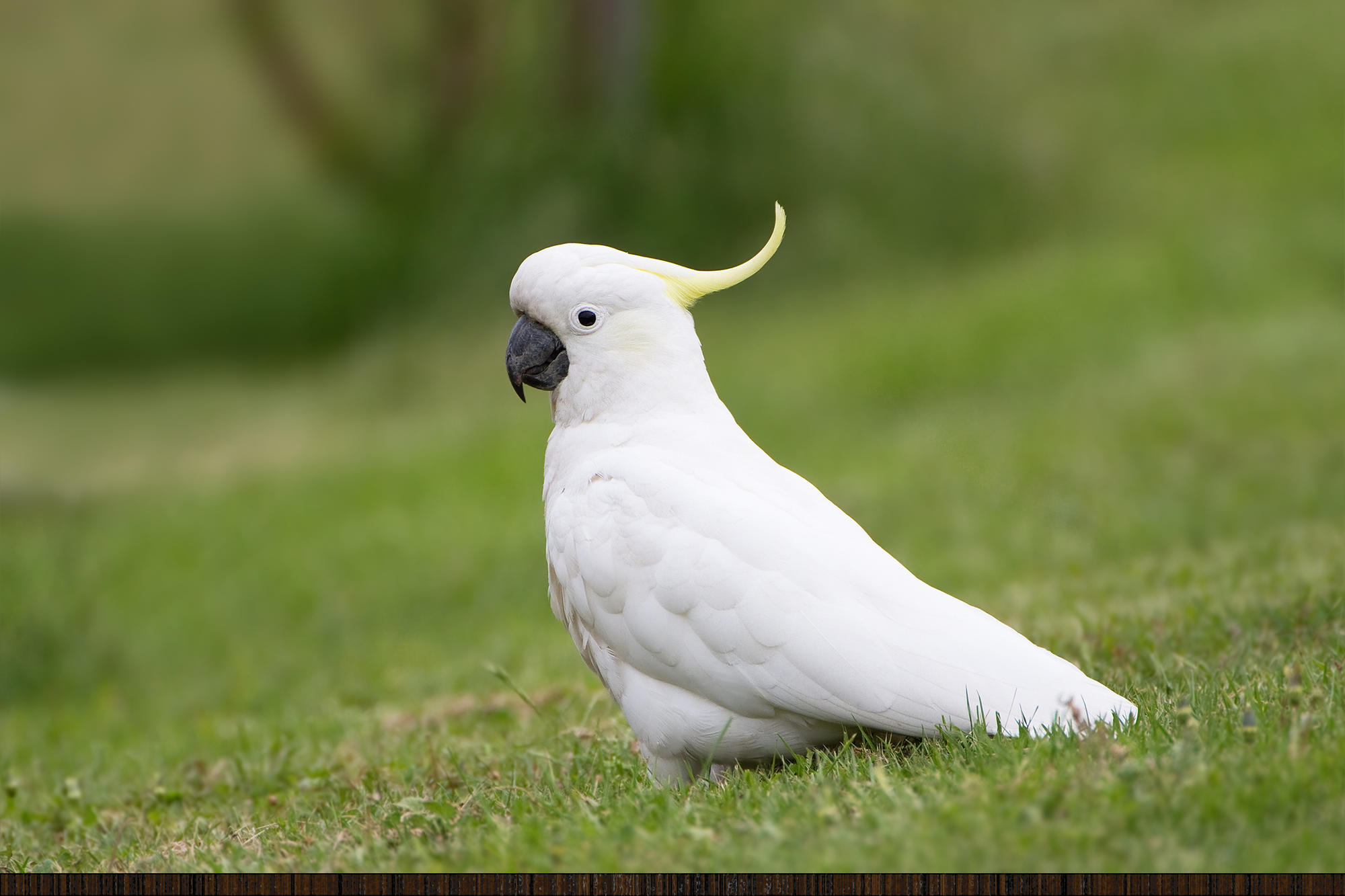 Cacatua Wooda