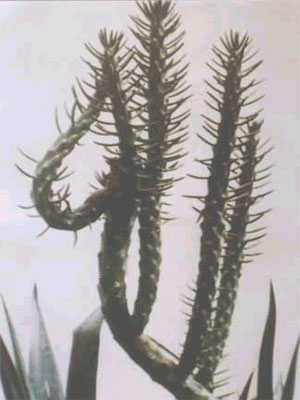 Cactus