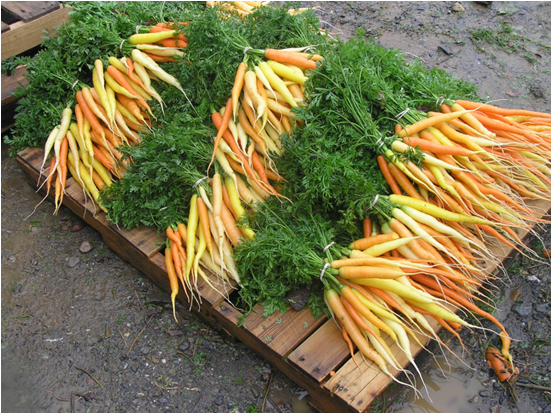 Carrots