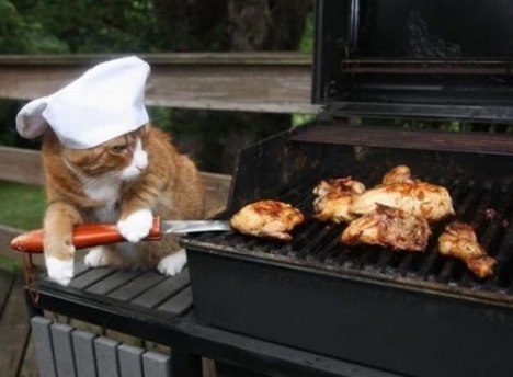cat chef