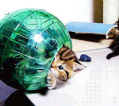 Cat in a ball - wat