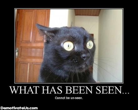 cat kitty seen demotivational posters