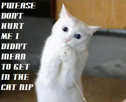 cat trying to replay shrek!