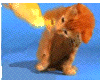 Cat3