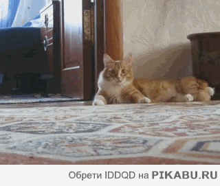 cat98