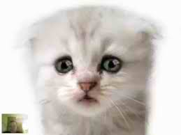 CatBeg
