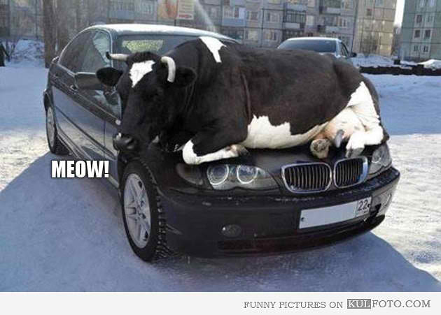 CatCow