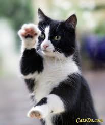 CatKungFuStance