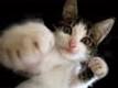 CatPunch