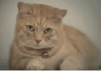 cats 2