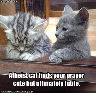 Cats have the right to not believe.