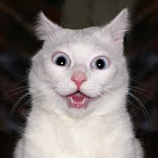 CatShock1