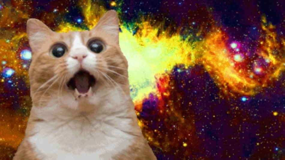 CatShock3