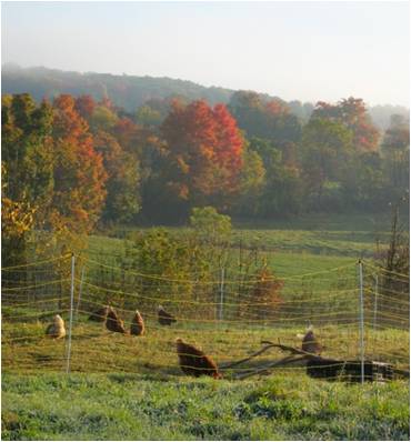 Chickens