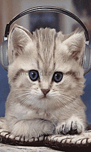 Chillin Kitty!