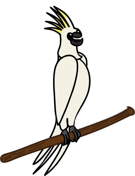 Cockatoo