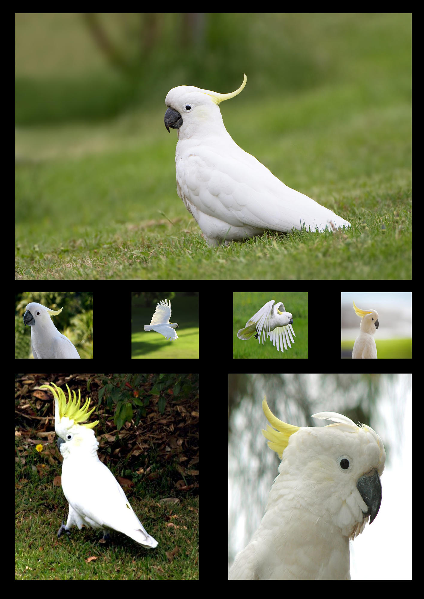 CockatooB