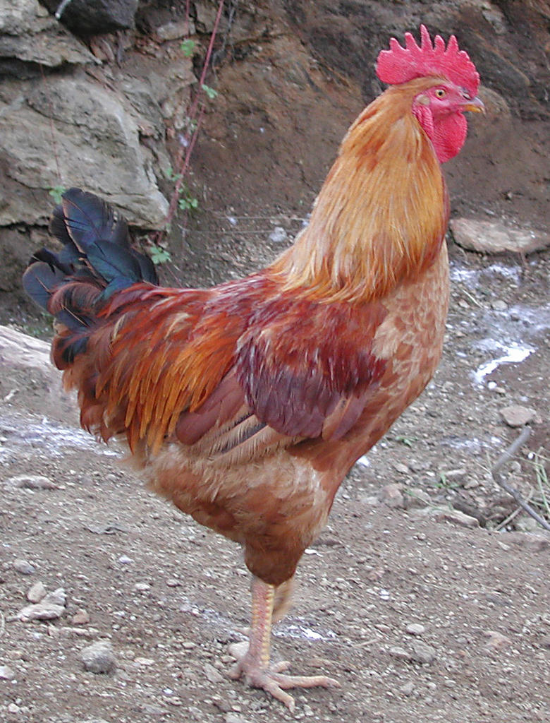 Common cock.