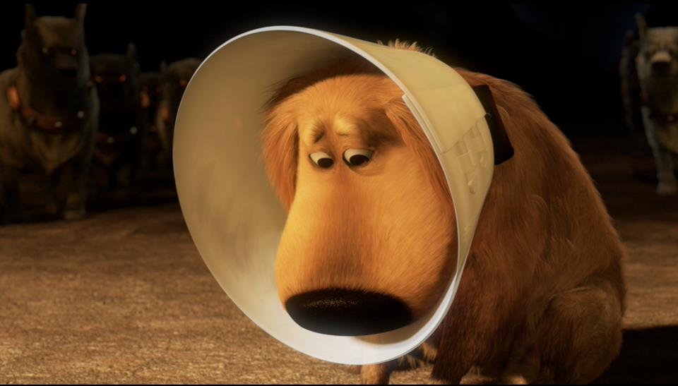 Cone of Shame