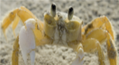 crab