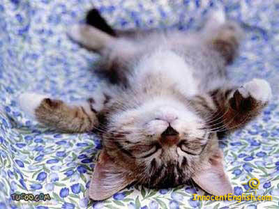Cute Kitten