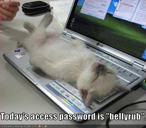Cute kitty