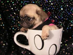 Cute pug in a tea cup