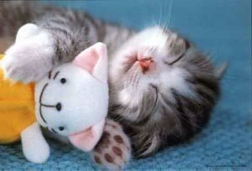 D'awww its revilo.