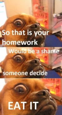 dog 1