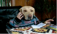 dog 2